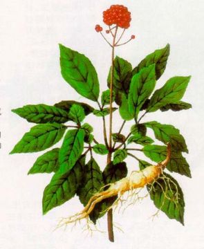 Ginseng P.E.